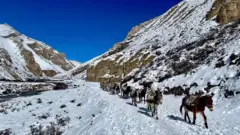 उपल्लो डोल्पाको डोल्पोबुद्ध गाउँपालिकको धोमा दैनिक उपभोग्य सामग्री ढुवानी गरेर सदरमुकाम दुनैतर्फ फर्कँदै गरेका खच्चड