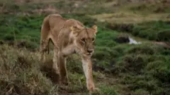 አንበሳ