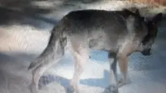 په بلجیم کې چاپیریال ساتونکو د يوه لېوه د مړينې د څرنګوالي په اړه د مالوماتو لپاره ۳۳ زره ډالره جایزه اعلان کړې.