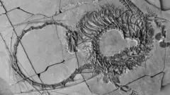 Dinocephalosaurus orientalis