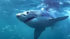 File picture of a great white shark