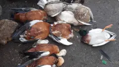 загиблі птахи