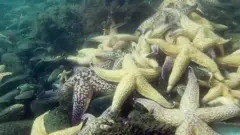 Амурские морские звезды.