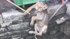 లయన్