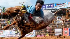 ஜல்லிக்கட்டு