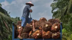 Beeralay badan oo reer Malaysia ah ayaa noloshoodu ku tiirsantahay wax soo saarka palm oil