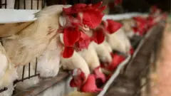 Galinhas em uma granja