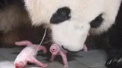panda twin