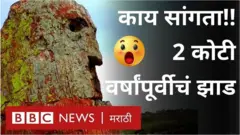 ग्रीसमधल्या लेस्बॉस या ज्वालामुखीने बनलेल्या बेटावर 2 कोटी वर्षांपूर्वीच्या झाडाचे अवशेष मिळाले आहेत.