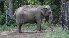 Happy the elephant