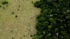 Felled trees in Mato Grosso state