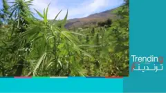 المغرب يقنن زراعة واستخدام القنب الهندي