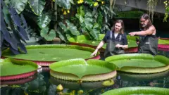 Waterlily in the Princess of Wales Conservatory