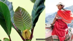 సించోనా మొక్క