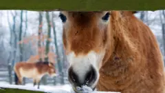 मंगोलियन घोड़े