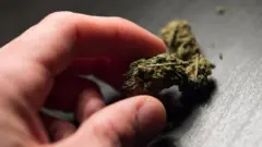 канабіс