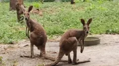 The rescued Kangaroos at the Bengal Safari Park
