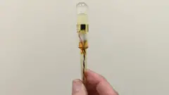 orgasme