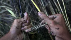কাঁচা পাট।