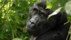 Gorilla