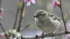 پرندے