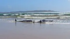 Some of the stranded whales on a sandbar at Macquarie Heads
