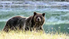 File picture of grizzly bears