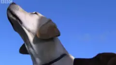 aja