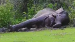 ரிவால்டோ யானை