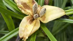 Bunga dari spesies pemanjat hutan