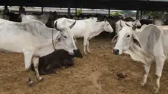பசுக்கள்