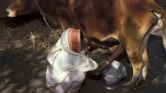 বাংলাদেশের অনেক নারীরা খামার করে থাকেন।