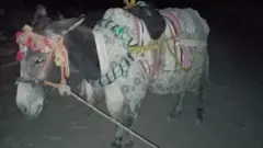 گدھا