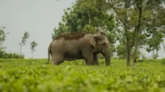 बारीमा हात्ती