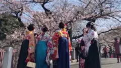 Cvetanje trešanja u Japanu