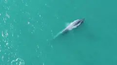 An Antarctic blue whale surfaces off South Georgia
