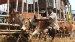 কোরবানির জন্য দেশি গরু কেনার পরামর্শ দিয়েছেন বিশেষজ্ঞরা।