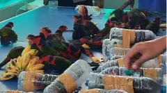 10 burung nuri mati.