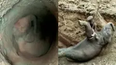 हात्ती