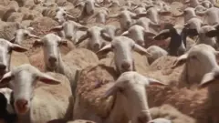 Sheep