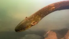 Electrophorus voltai no rio Xingu