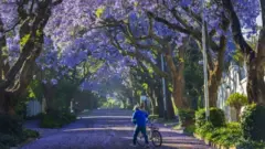 Umugabo ashoreye igare rye arinyuza mu ndabo z'ibiti bya 'jacaranda' zaguye hasi i Johannesburg muri Afurika y'epfo, ku wa gatanu.