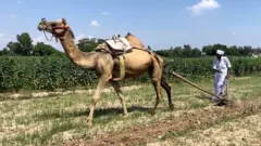 ਊਠਾਂ ਨਾਲ ਹੁੰਦੀ ਖੇਤੀ