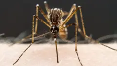 Aedes aegypti mosquito