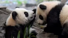 पांडा