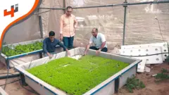 في غزة، لا توجد مساحات كافية للزراعة فعلى سكانها اللجوء إلى أساليب أخرى للزراعة. فهل تغير الزراعة المائية مصير غزة الزراعي؟