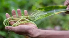 Piñatex деб номланган ананас баргларидан тайёрланган материални ишлаб чиқариш анъанавий терига қараганда экологик тоза ва ҳайвон маҳсулоти эмас.