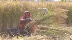 ਖੇਤੀ ਕਾਨੂੰਨ