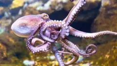 pulpo