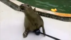моржі співають